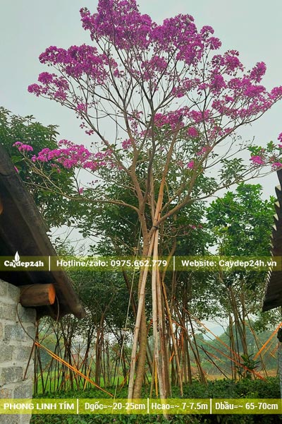 Phong linh tím cao 7 - 8m đã dâm ủ kỹ, hoa nở đẹp