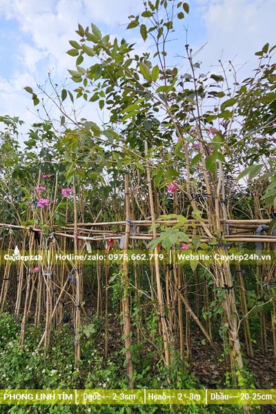 Cây nhỏ đường kính gốc 2 - 3cm