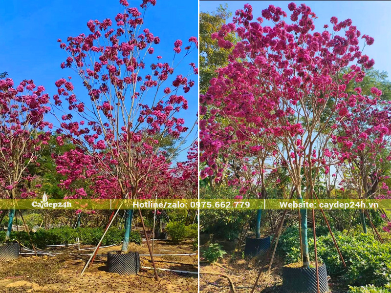 Những gốc phong linh tím dưỡng trong bầu nổi