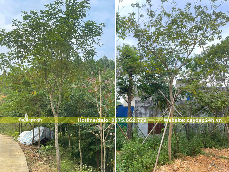 Hàng cây phong linh tím đã trồng nhiều năm, phát triển xanh tốt