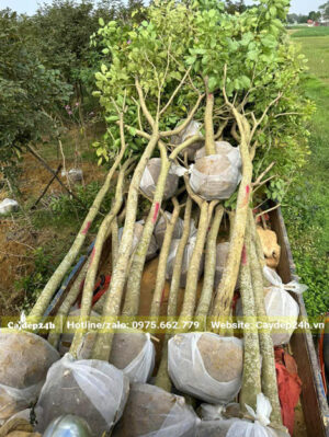 Xếp những cây hoa Phong Linh tím đường kính gốc 10 - 12cm lên xe