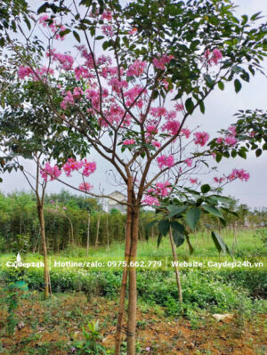 Cây nhỏ những đã bắt đầu ra hoa đẹp