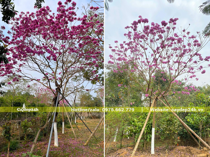 Vườn phong linh tím nở hoa rực rỡ