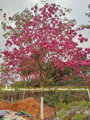 Cây siêu hoa, tán tròn đều vô cùng rực rỡ