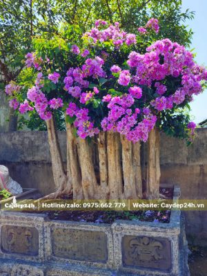 Chậu cây hoa Săng Lẻ bonsai đẹp