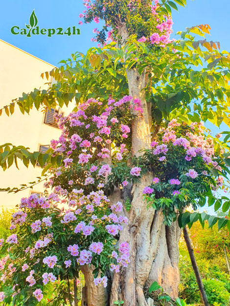 Cây Săng Lẻ hay còn gọi là Bằng Lăng Rừng kích thước lớn, đang nở hoa rực rỡ