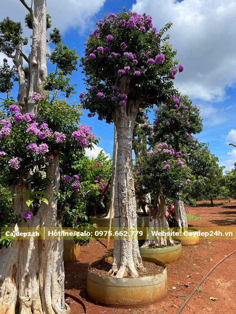 Hàng cây Săng Lẻ nở hoa, chiều cao từ 1 - 3m