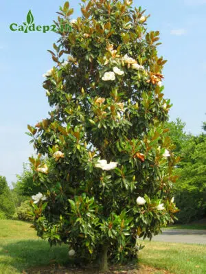 Cây Sen Đất công trình cao hơn 4m đang nở hoa