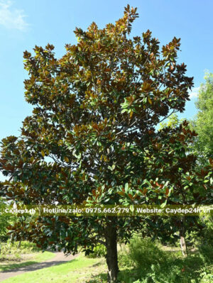 Cây Sen Can trồng lâu năm, tán lớn