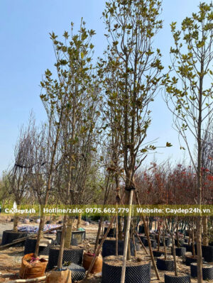 Vườn dưỡng cây hoa công trình trong bầu đất nổi