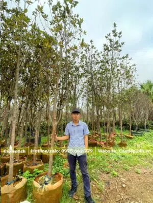 Sen Đất hoa trắng chiều cao từ 3m5 trở lên