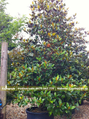 Sen Đất trồng trong chậu, chiều cao khoảng 3m