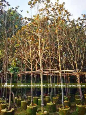 Vườn dâm ủ Sen Đất trưởng thành, đường kính từ 5 - 7cm