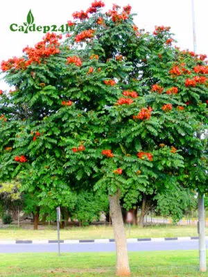 Cây Sò Đo Cam trồng đường phố đô thị nở hoa đẹp