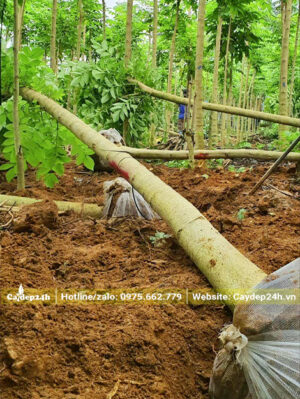 Bứng hạ cây Sò Đo Cao thân thẳng đẹp, cao hơn 4m