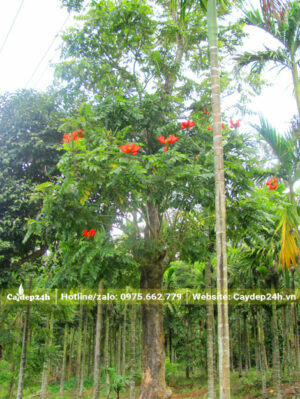 Sò Đo Cam cổ thụ đang dâm ủ nhiều năm