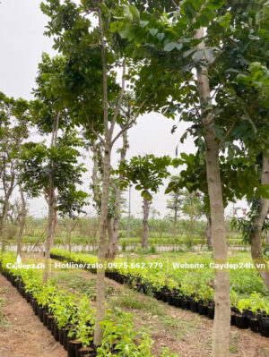 Hàng Sò Đo Cam trồng trong khuôn viên khu đô thị