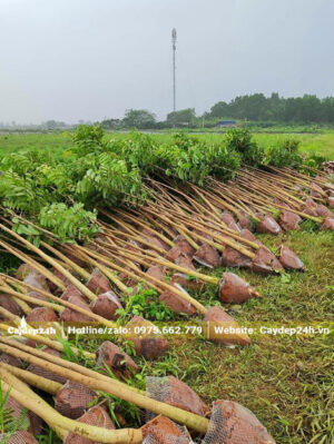 Hàng trăm cây Sò Đo Cao đường kính gốc 5cm mới bứng bầu