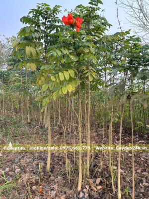 Cây giống Sò Đo Cam cao gần 2m