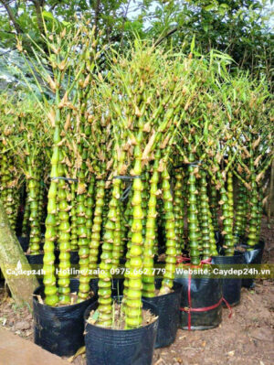 Đốt thân cây ngắn, mập mạp trông như đùi gà, đùi ếch