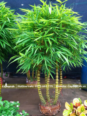 Cây Trúc Đùi Gà cao 1,5m tán lá đẹp