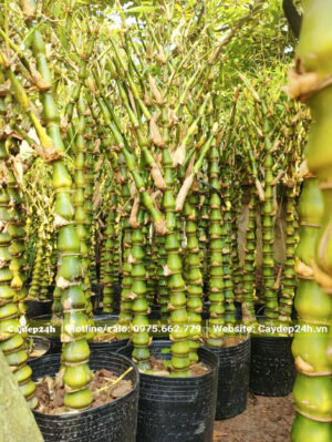 Lô cây Trúc Quan Âm phong thủy chiều cao tầm 1m