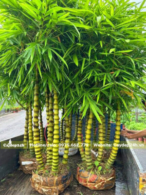 Xếp những khóm trúc lớn lên thùng xe để chở đến hố trồng