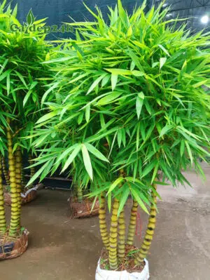 Cây Trúc Quan Âm 5 thân dáng đẹp, tán lá tròn