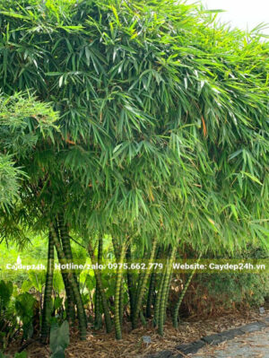 Khóm Trúc Quan Âm công trình cao hơn 2m5