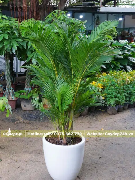 Trồng cây Cau Vàng trong chậu cảnh tròn