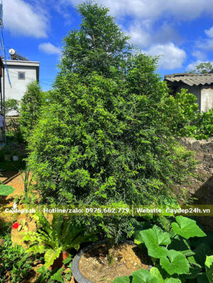 Cây trồng trong chậu đường kính gốc khoảng 3cm