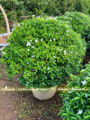 Chiều cao cây khoảng 80cm tính cả chậu