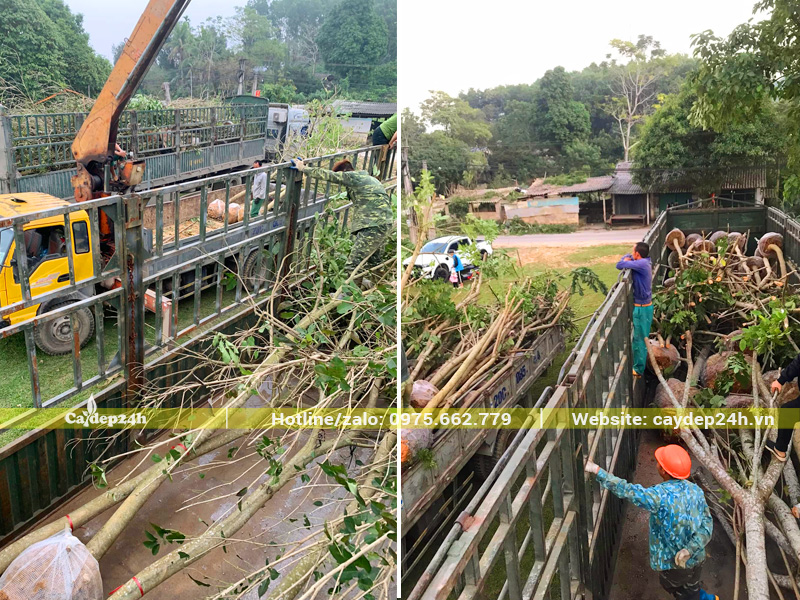 Đơn hàng số lượng lớn cây phong linh tím công trình trồng cho khu đô thị