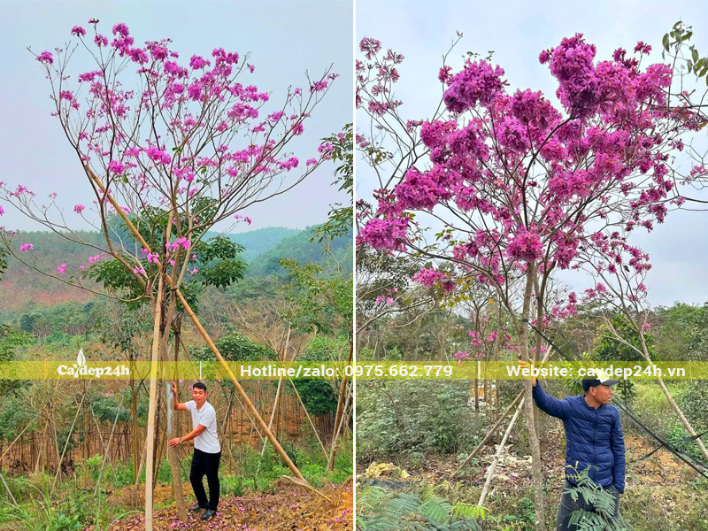 Khách tuyển chọn, ngắm cây ngay tại vườn