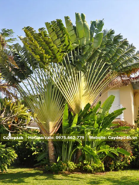 Khóm Chuối Rẻ Quạt lâu năm trồng tiểu cảnh sân vườn