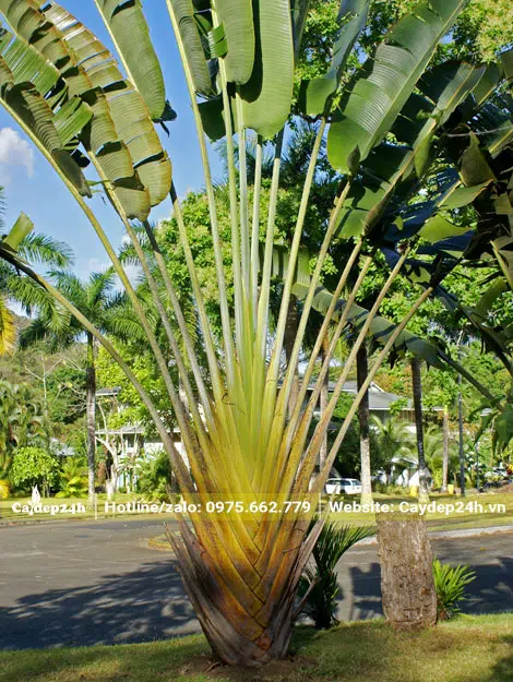 Trồng cây Chuối Rẻ Quạt nơi đường phố đô thị