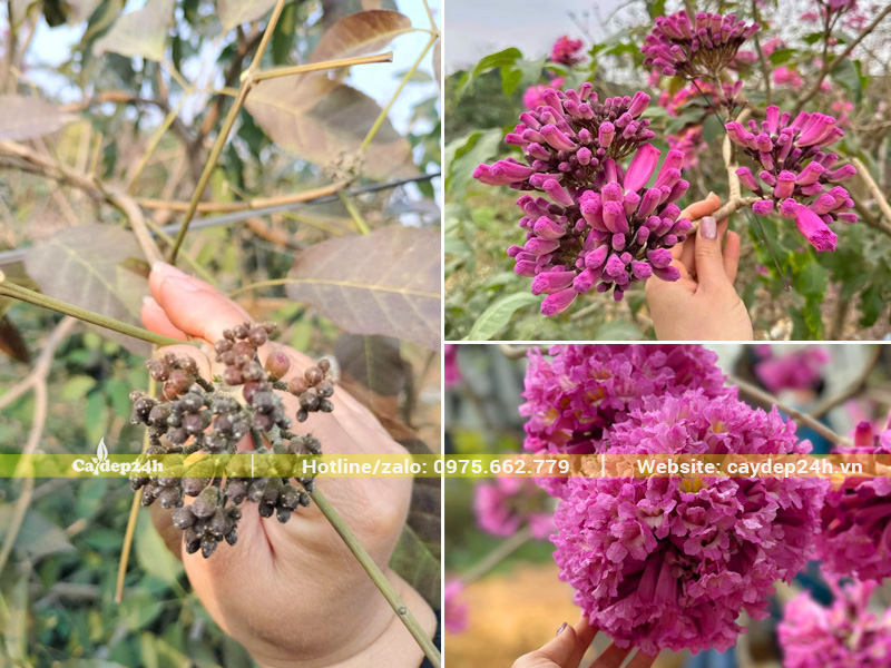 Hình ảnh từ khi cây ra nụ đến khi trổ thành chùm hoa rực rỡ