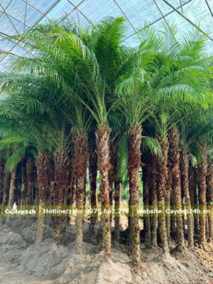 Dâm ủ cả trăm cây Cau Nga Mi lâu năm, thoát thân 1m8