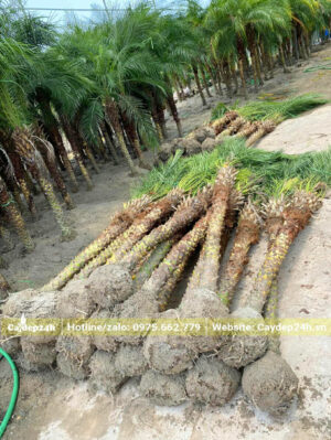 Lóng thân cao 2 - 2m2 đang chuẩn bị dưỡng ủ bằng cát