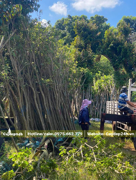 Chọn cây Phong Linh tím chất lượng dâm ủ để xuất vườn