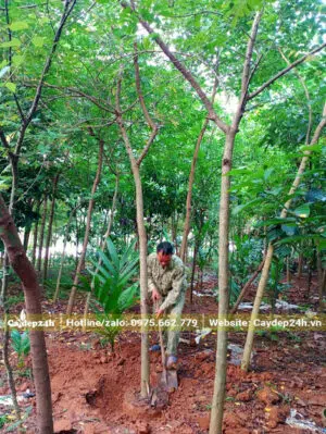 Bứng cây hoa Điệp Vàng lâu năm, đường kính gốc 8cm