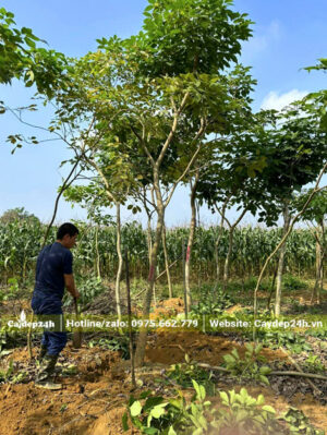 Đào và bứng cây Phong Linh hoa Tím công trình cao 3m