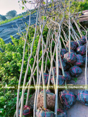 Cây Điệp hoa vàng nhỏ, đường kính gốc khoảng 4cm