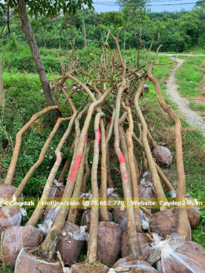 Điệp Vàng đã bứng bầu, tỉa tay cành