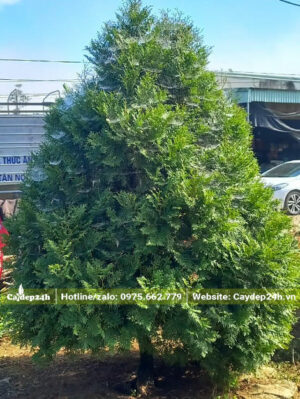 Cây Bách Xanh đẹp, xanh tươi, cao khoảng 2m