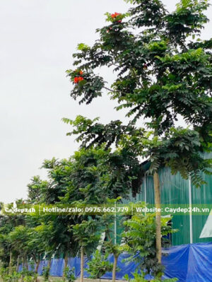 Hàng cây hoa Sò Đo Cam trưởng thành đang nở hoa