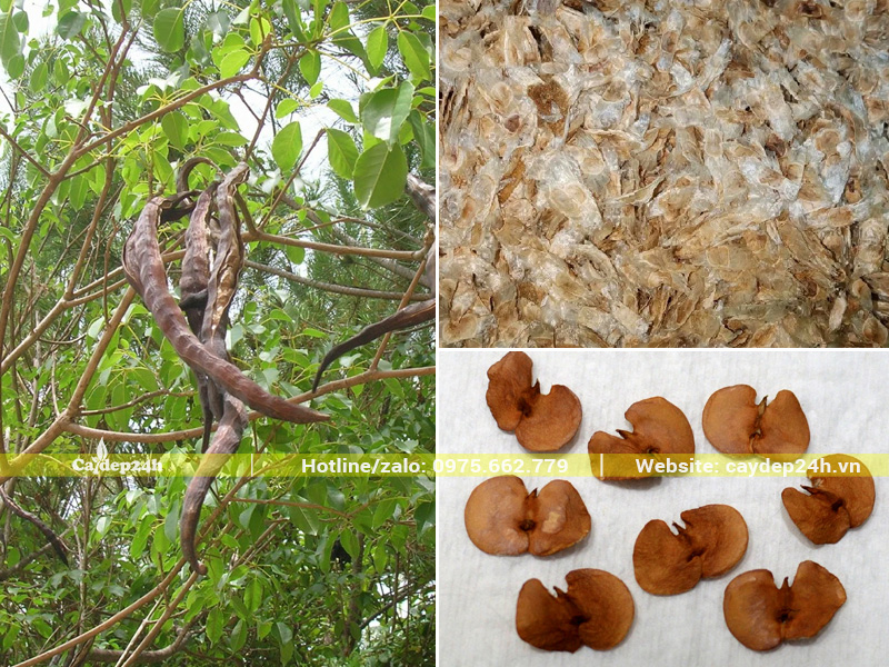 Hình dáng quả khô và hạt phong linh tím đã trưởng thành có thể gieo trồng