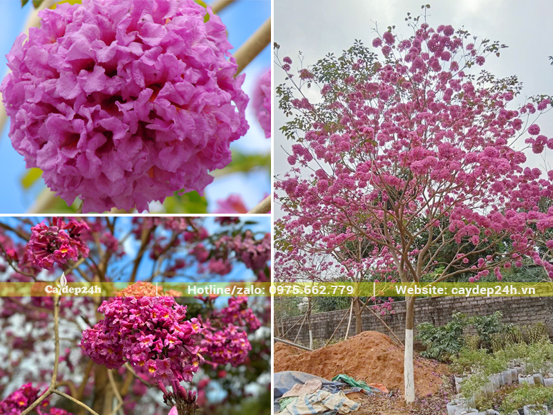 Cây nở hoa trên cành chỉ một màu hồng tím ấn tượng
