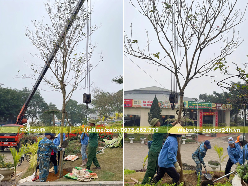 Hạ thổ và trồng cây phong linh tím công trình