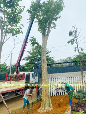 Công nhân đang tiến hành lấp đất cho cây Săng lẻ đường kính gốc 35cm mới trồng